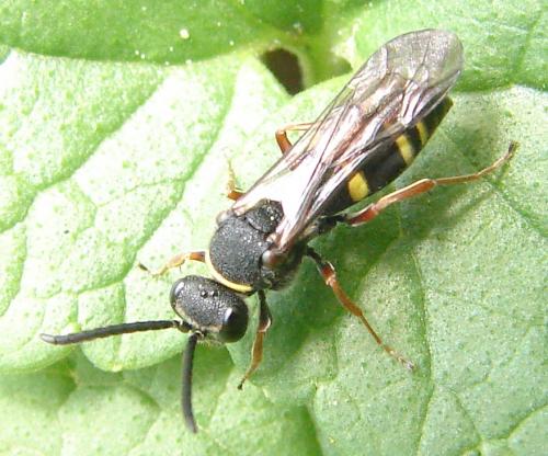 Réf. 56 644 : Nysson spinosus