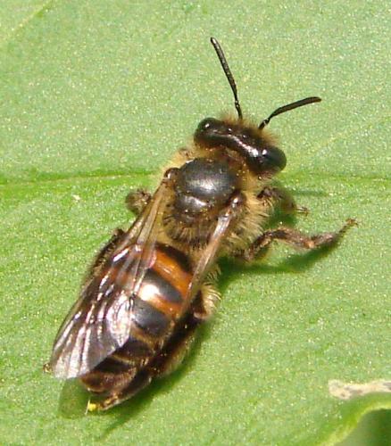 Andrena florea