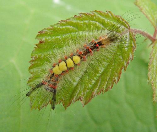 Orgyia antiqua