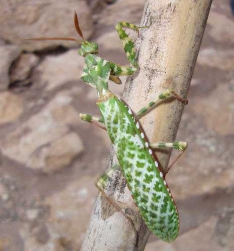 Réf. 56 613 : Blepharopsis mendica