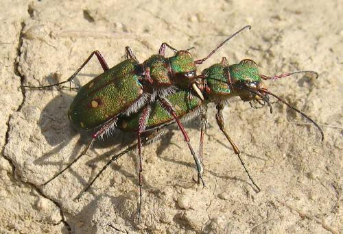 Réf. 56 042 : Cicindela campestris
