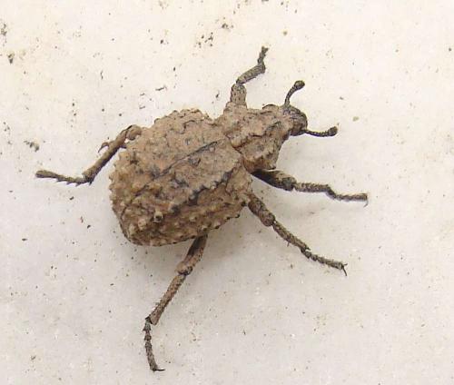 Brachycerus muricatus