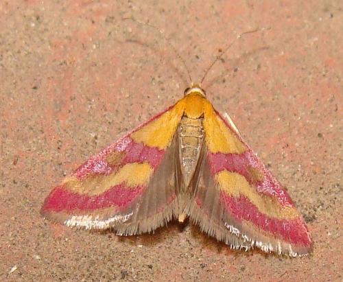 Pyrausta sanguinalis