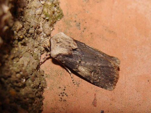 Réf. 56 490 : Agrotis puta