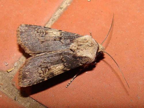 Réf. 56 491 : Agrotis puta