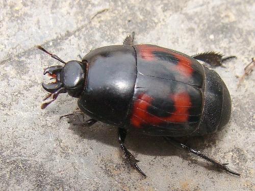 Hister quadrimaculatus