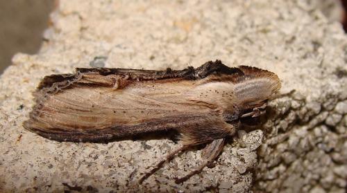 Réf. 56 843 : Cucullia sp.