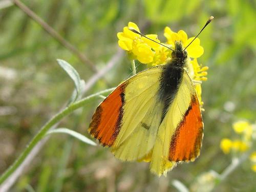 Réf. 56 095 : Anthocharis euphenoides
