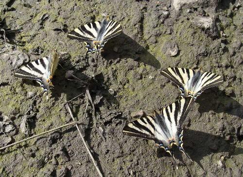 Réf. 56 117 : Iphiclides podalirius