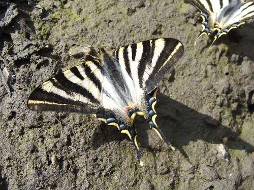 Réf. 56 111 : Iphiclides podalirius