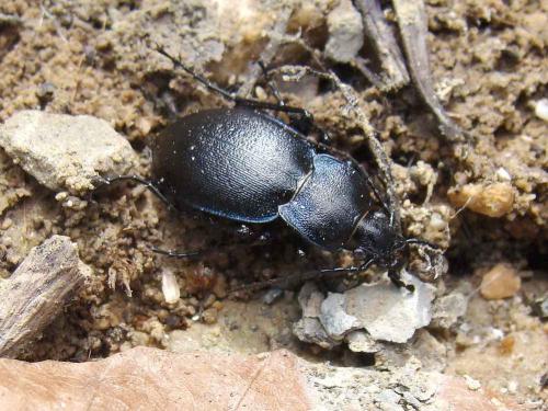 Carabus convexus