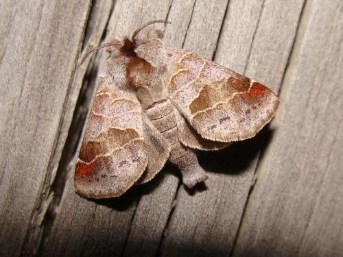 Réf. 56 159 : Clostera pigra