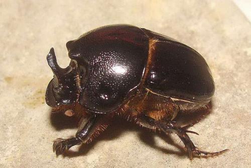 Bubas bubalus