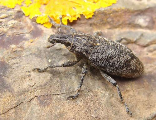 Réf. 56 391 : Cleonis pigra