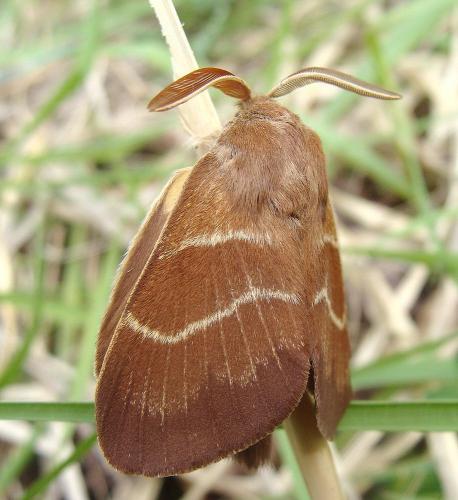 photo de papillon