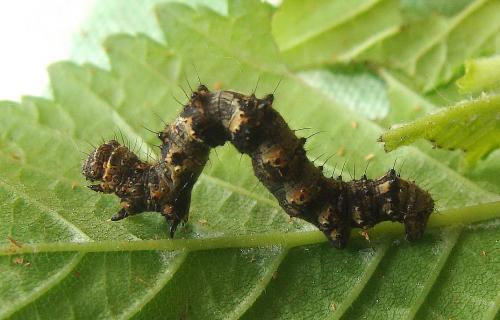 Phigalia Pilosaria Poilu Le Bebe Poilus Les Parents Le Monde Des Insectes