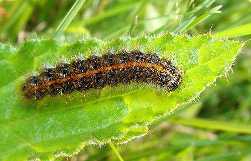 Réf. 56 775 : Coscinia striata