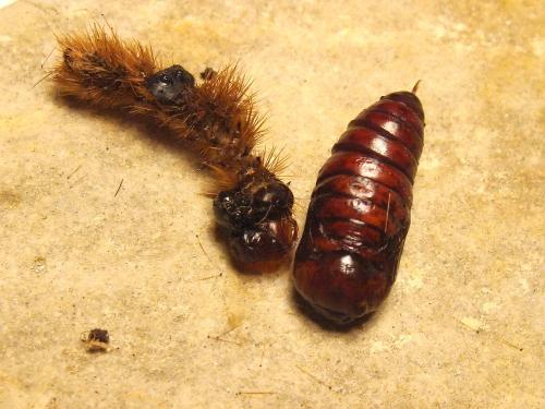 Cymbalophora pudica