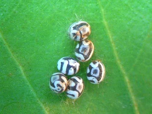 Réf. 56 206 : Phyllodesma tremulifolia