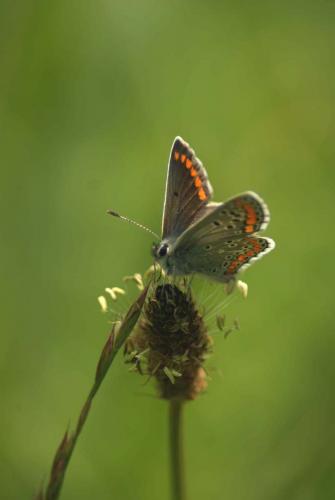 Aricia agestis