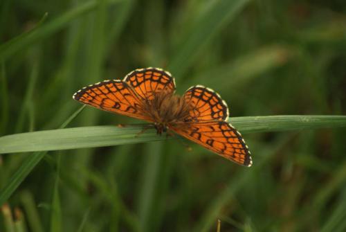 Melitaea parthenoides