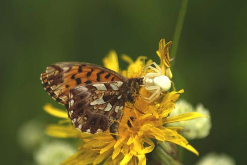 Boloria dia
