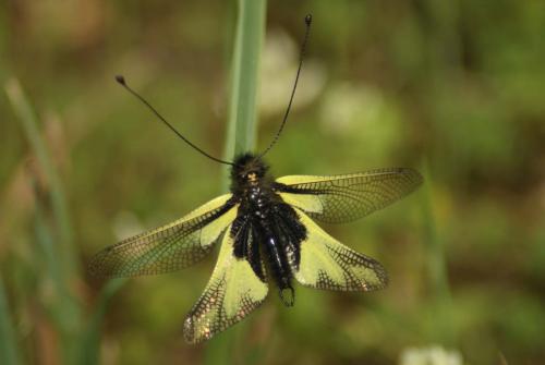 Libelloides coccajus