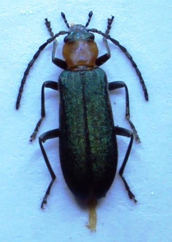 Réf. 56 007 : Ischnomera xanthoderes