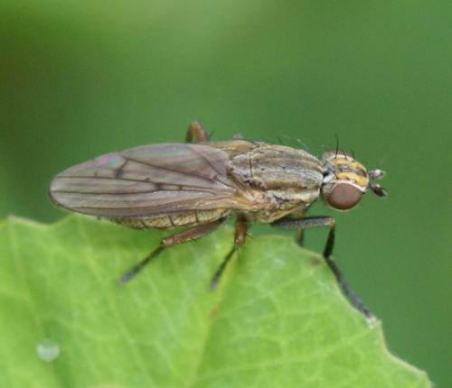 Pherbellia cinerella