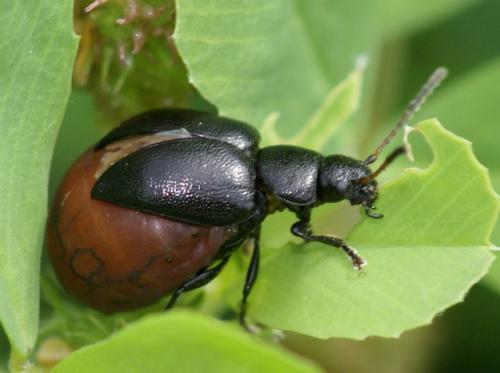 Réf. 56 458 : Colaspidema barbarum