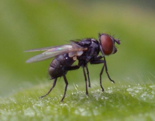 Phasia barbifrons