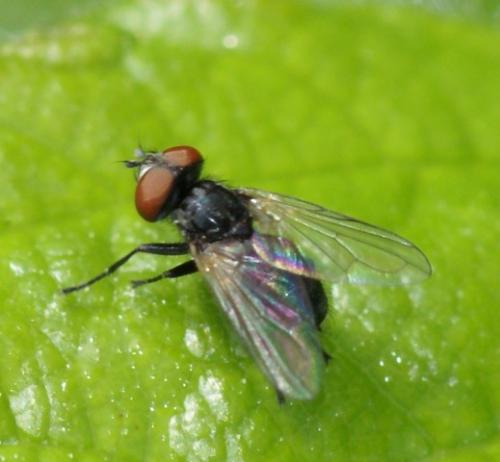 Réf. 56 423 : Phasia barbifrons