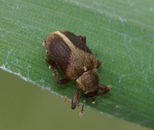 Réf. 56 476 : Lignyodes enucleator