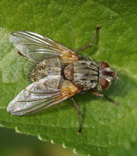Réf. 56 727 : Phryno vetula