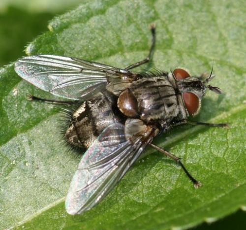 Réf. 56 730 : Carcelia sp.