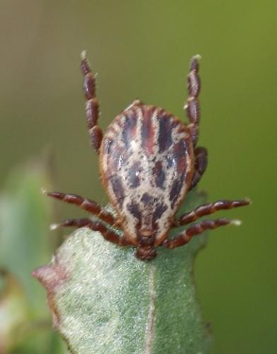 Réf. 56 734 : Dermacentor sp.