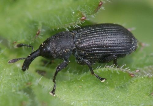 Réf. 56 735 : Magdalis sp.