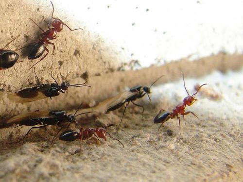 Camponotus lateralis