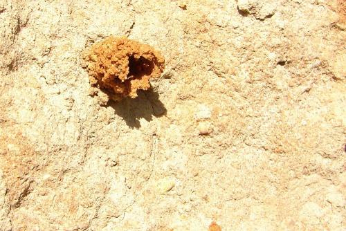 Odynerus spinipes