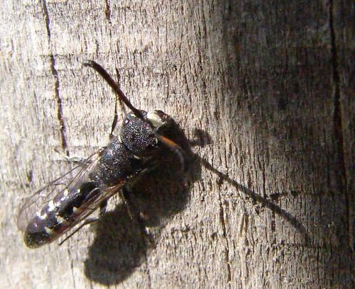 Réf. 56 167 : Sapyga quinquepunctata