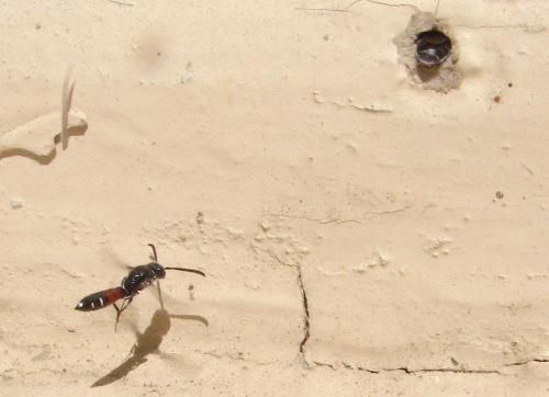 Réf. 56 168 : Sapyga quinquepunctata