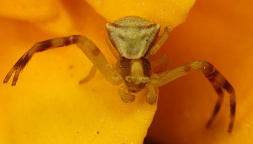 Réf. 56 040 : Thomisus sp.