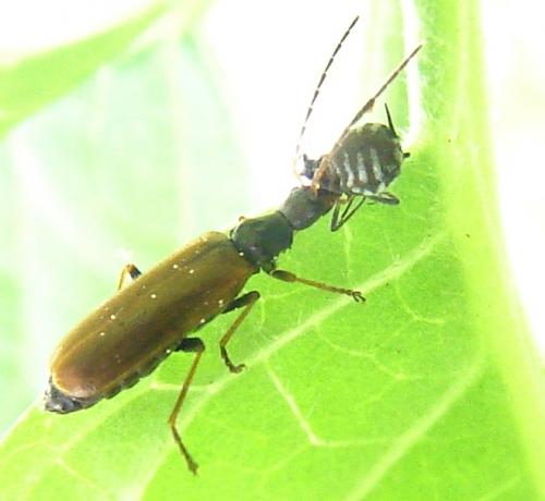 Rhagonycha nigriventris