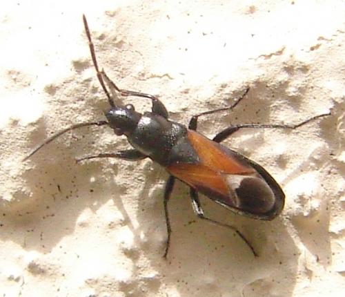 Réf. 56 250 : Pterotmetus staphyliniformis