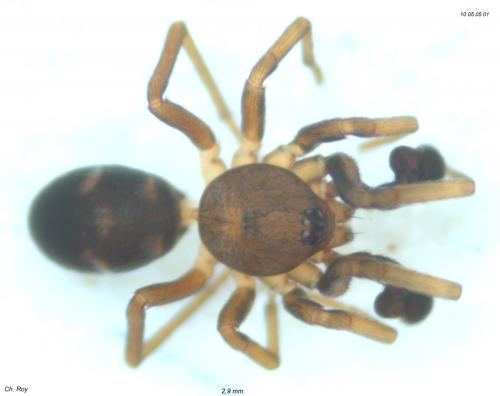 Phrurolithus festivus