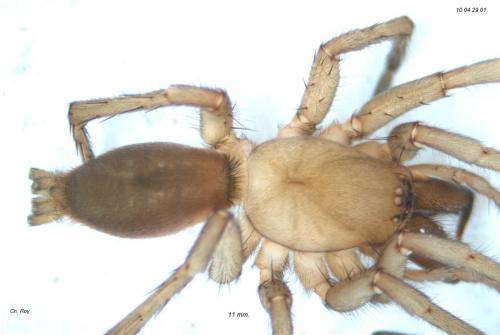 Drassodes lapidosus