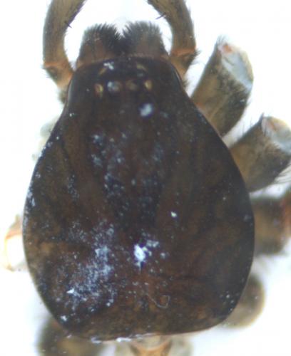 Trachyzelotes pedestris
