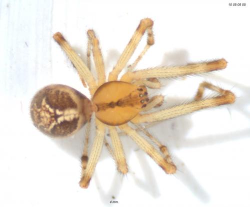 Theridion pictum