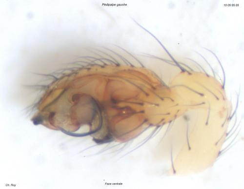 Theridion pictum