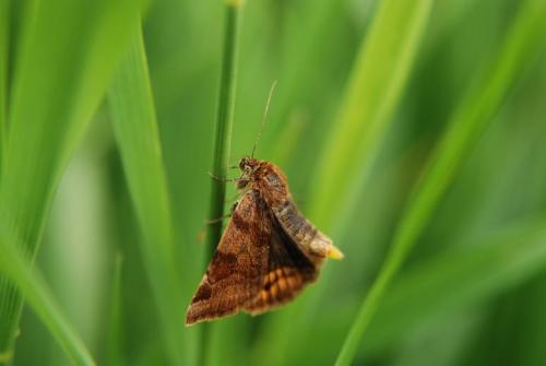 Euclidia glyphica